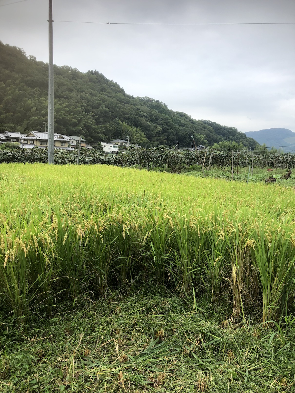 稲刈りの準備🌾