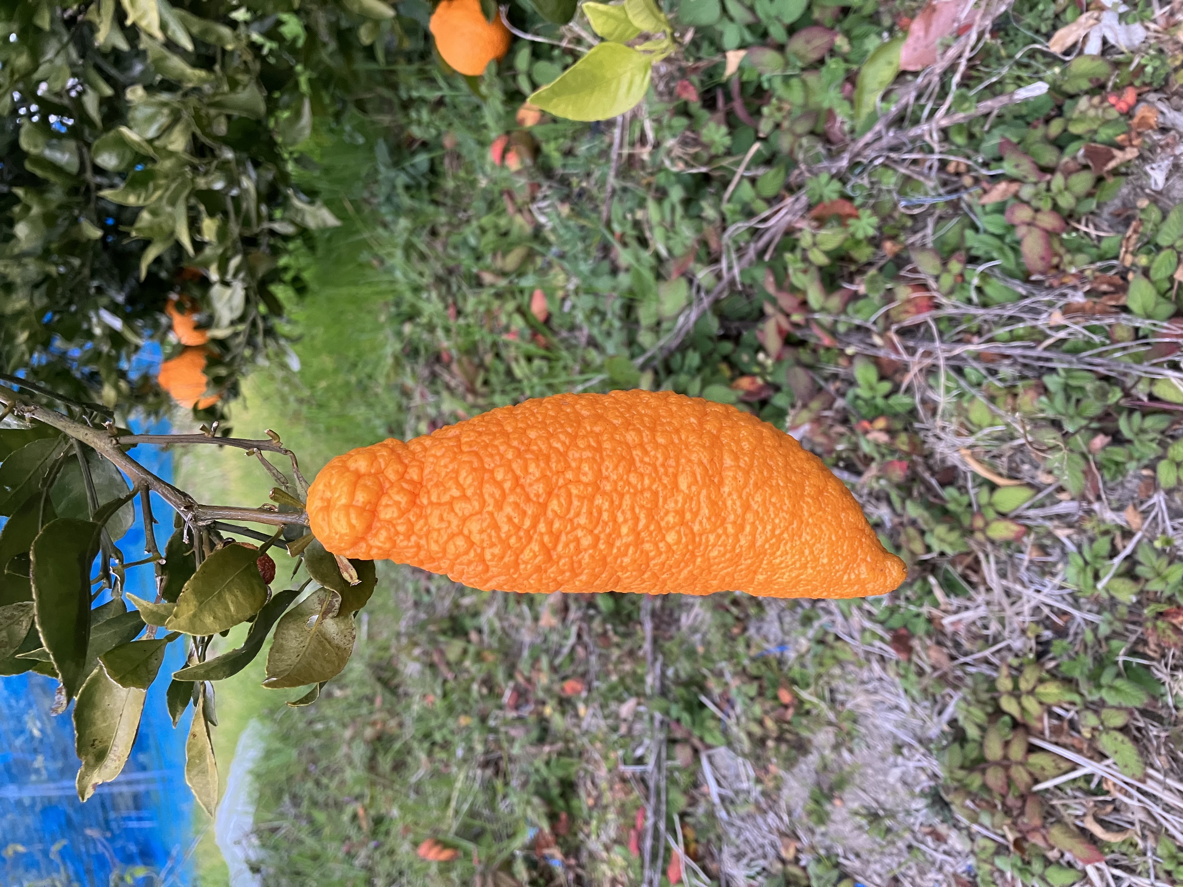 僕のこと覚えていますか🍊