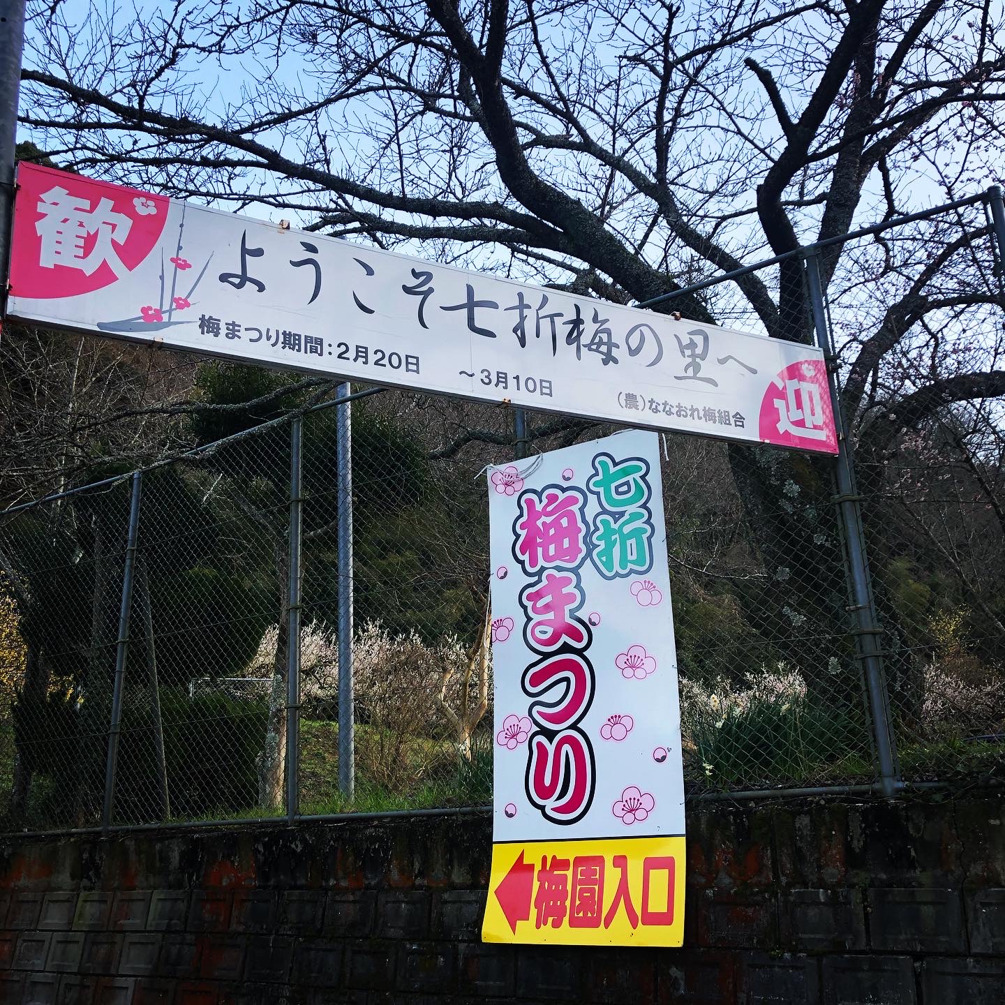 梅まつりスタート致しました！