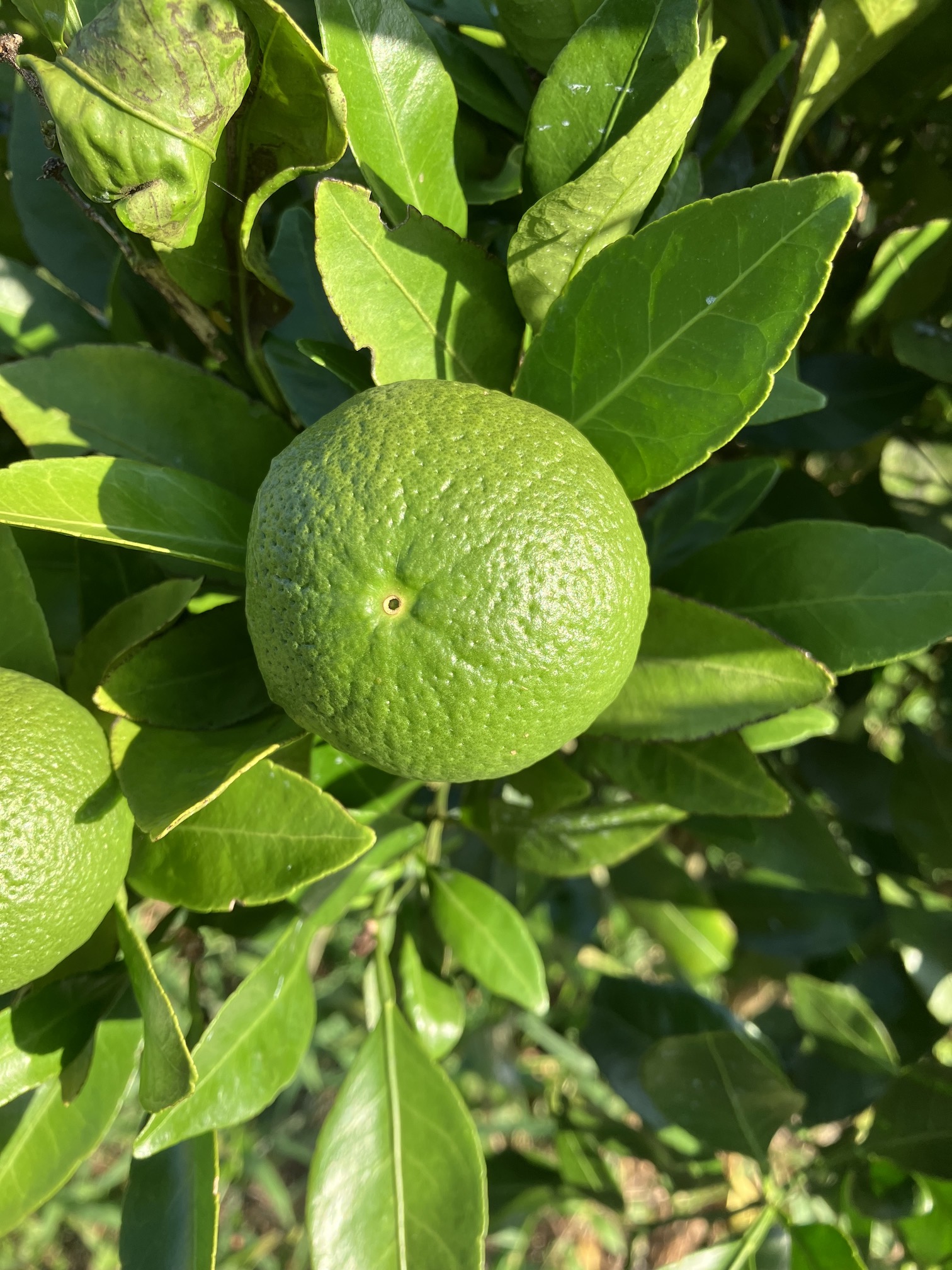 甘平も甘平らしく🍊✨