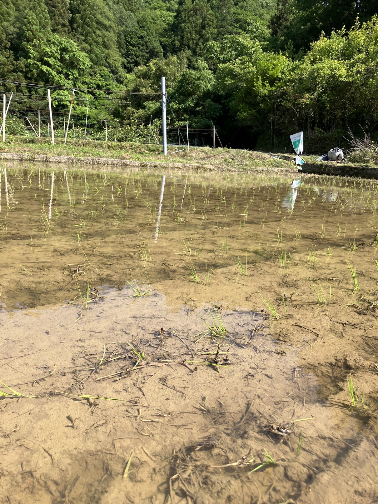 田植え始まりました🌾🧑‍🌾