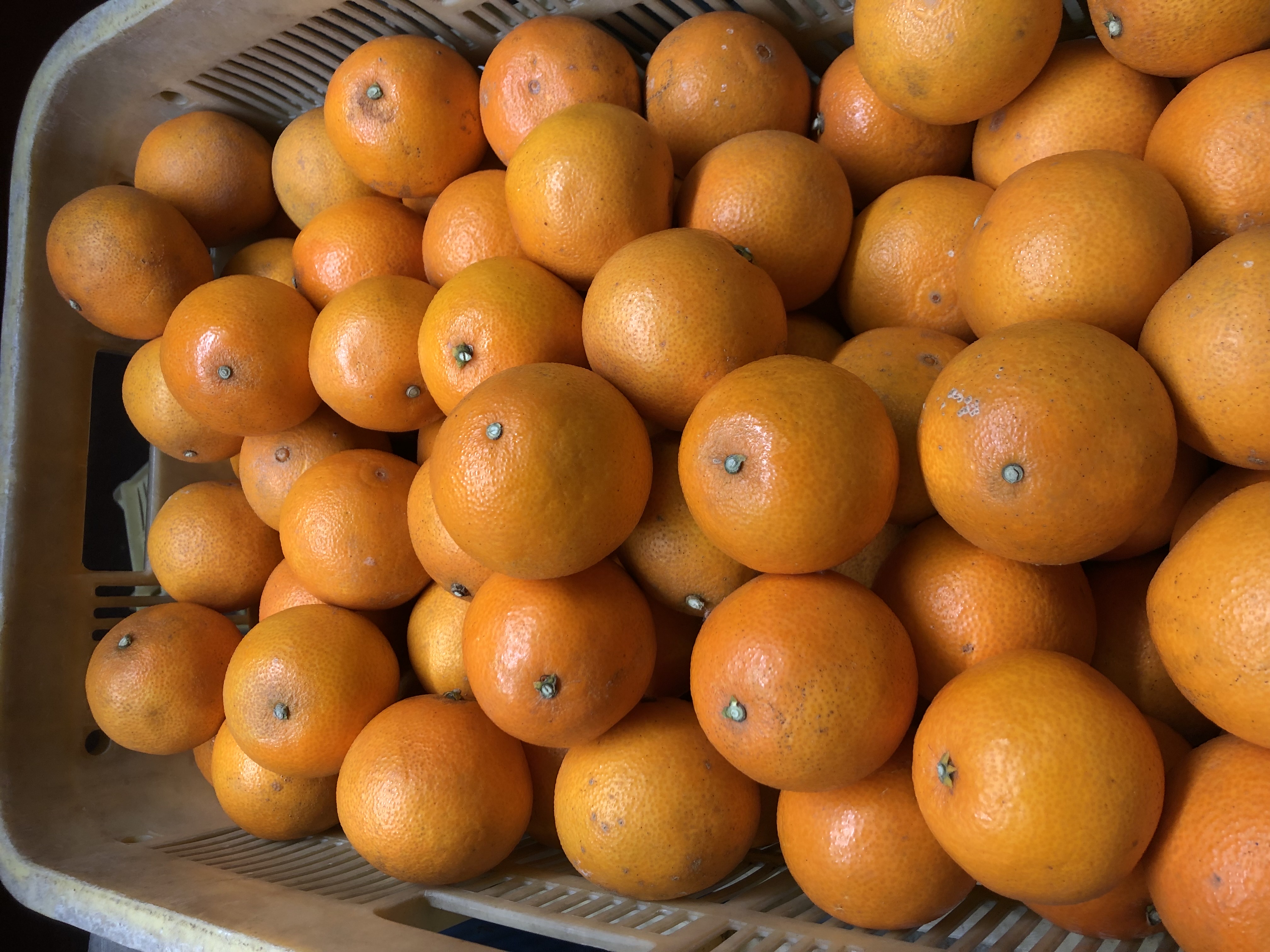 こまどんな販売再開🧑‍🌾🍊