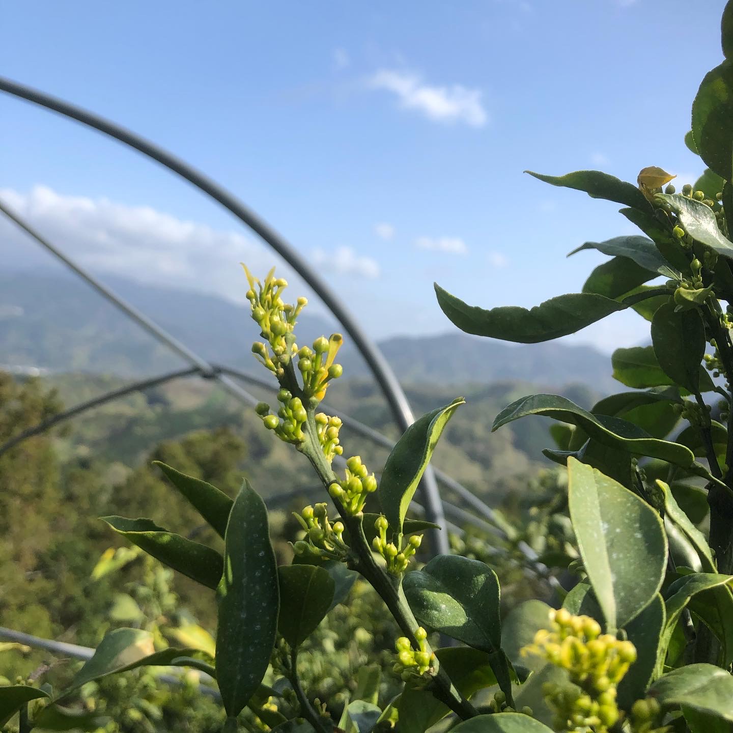 みかんの木も芽吹いてきました🍊