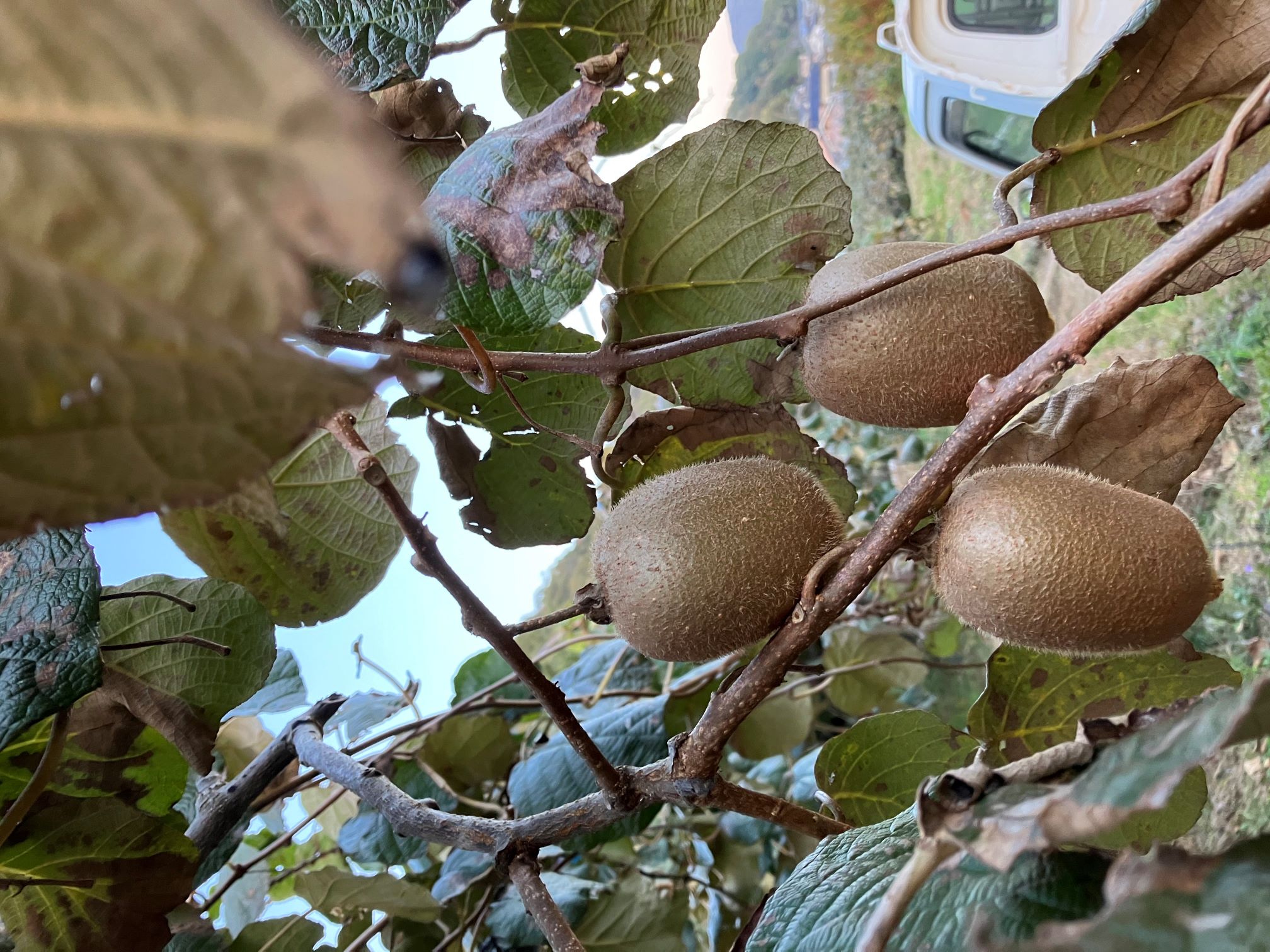 キウイ残り僅かになりました🥝