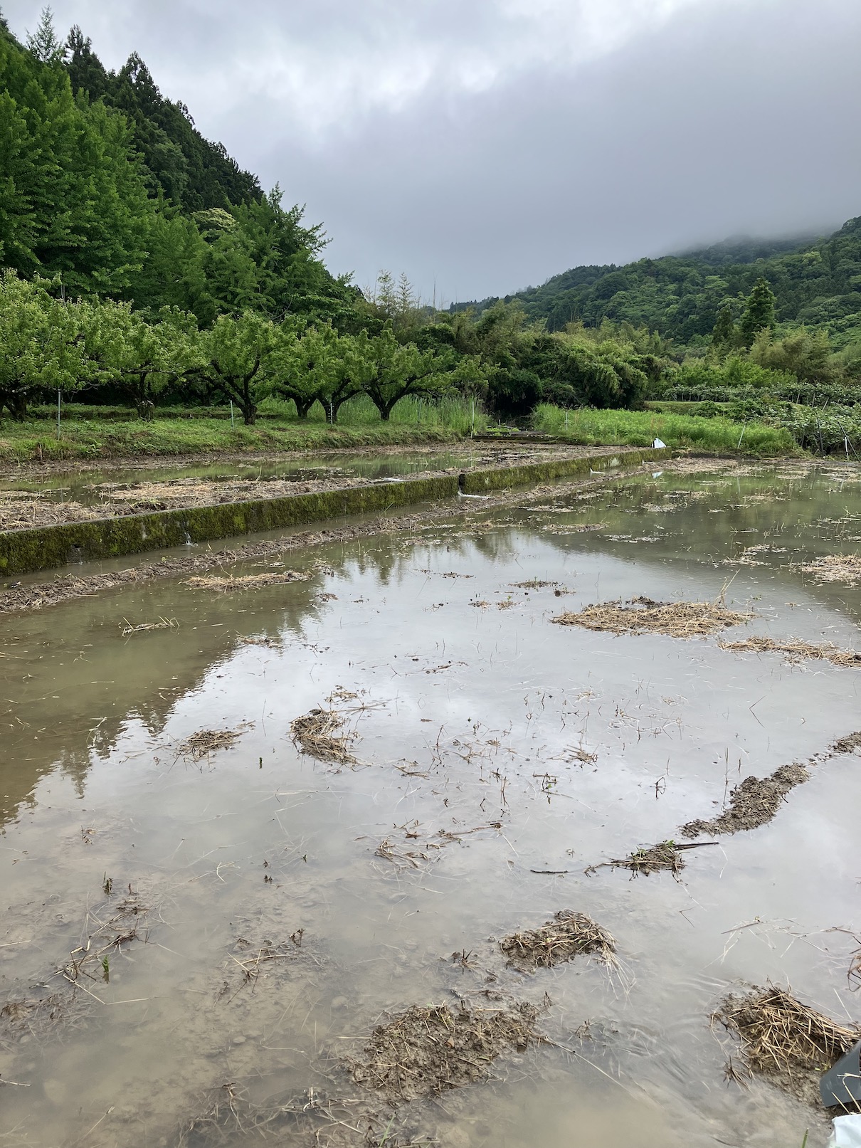 大雨のおかげで💦🧑‍🌾