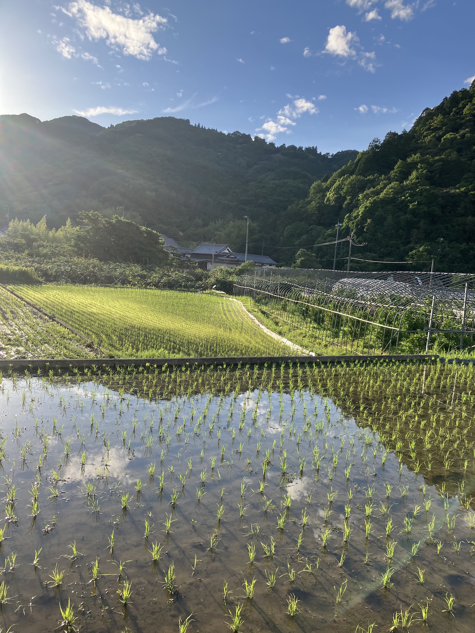 田植えから1週間🧑‍🌾