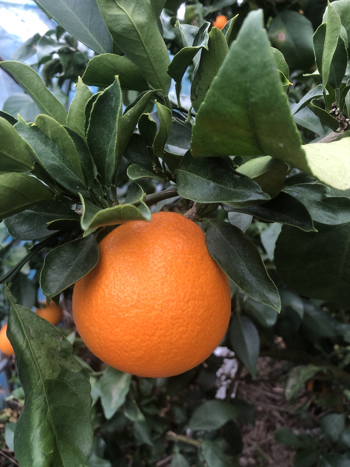 我慢するのも辛いものですね^^;🍊