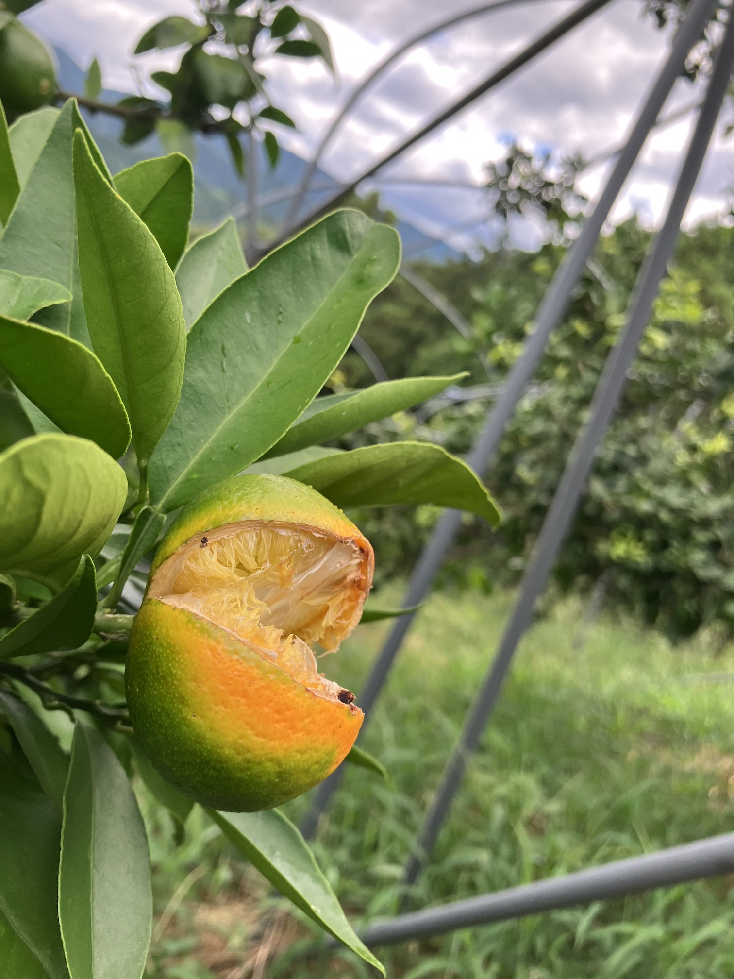やっぱり割れちゃいますよね🍊💦