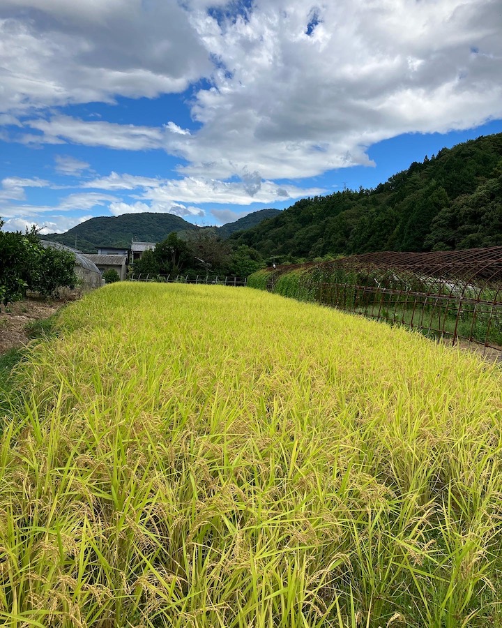 米不足と言われていますが🌾