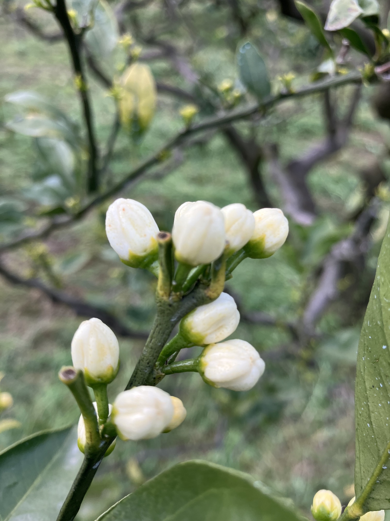 間も無く開花🍊🌸