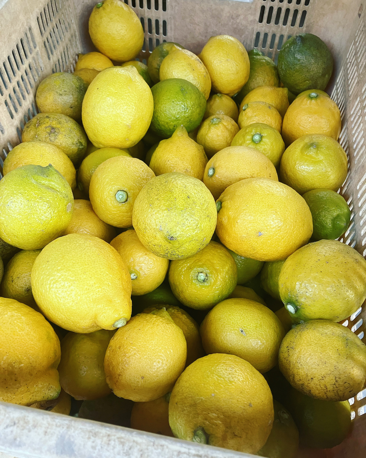 ビール用レモン収穫🍋