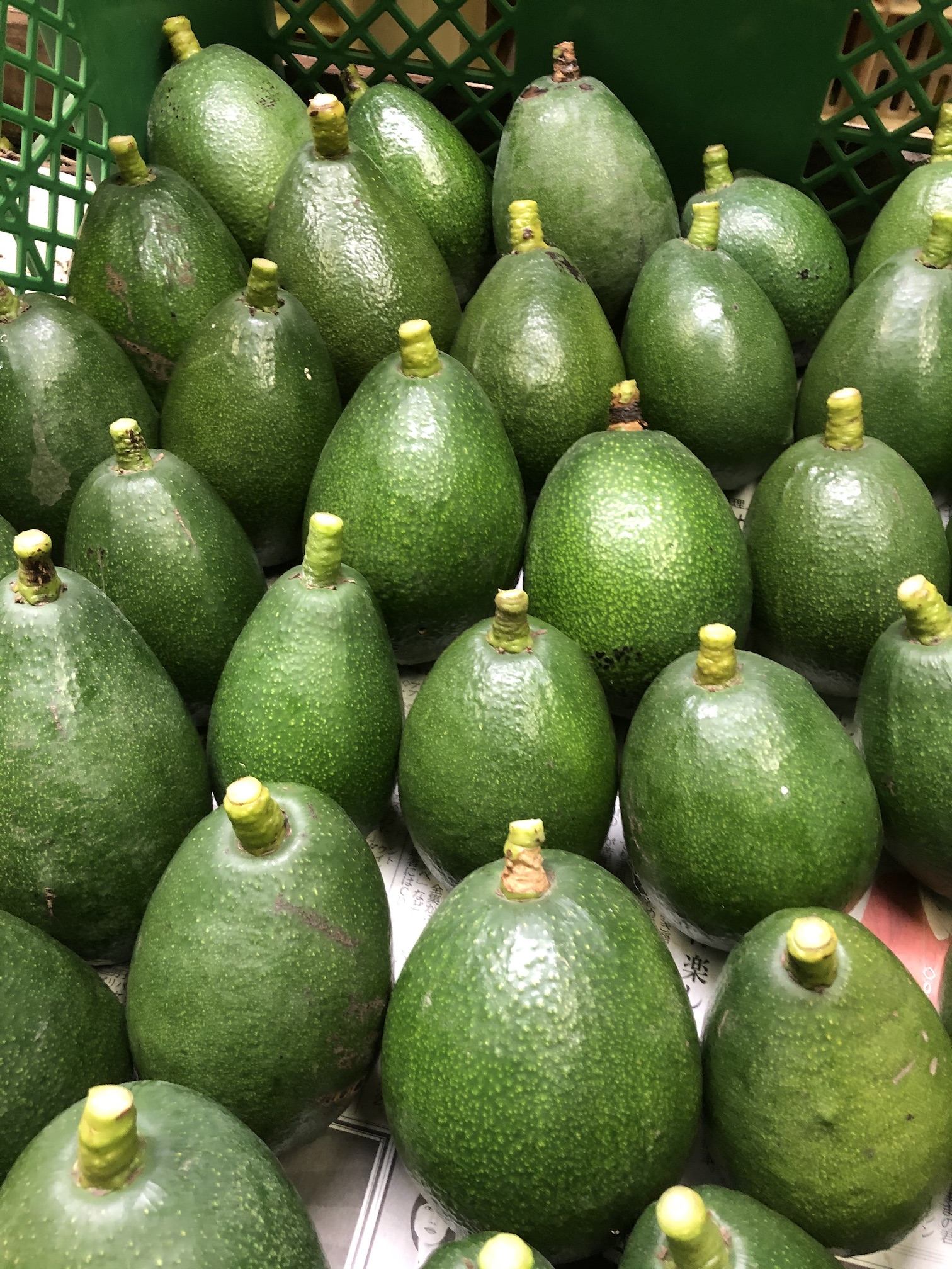国産アボカド第一弾入荷🥑