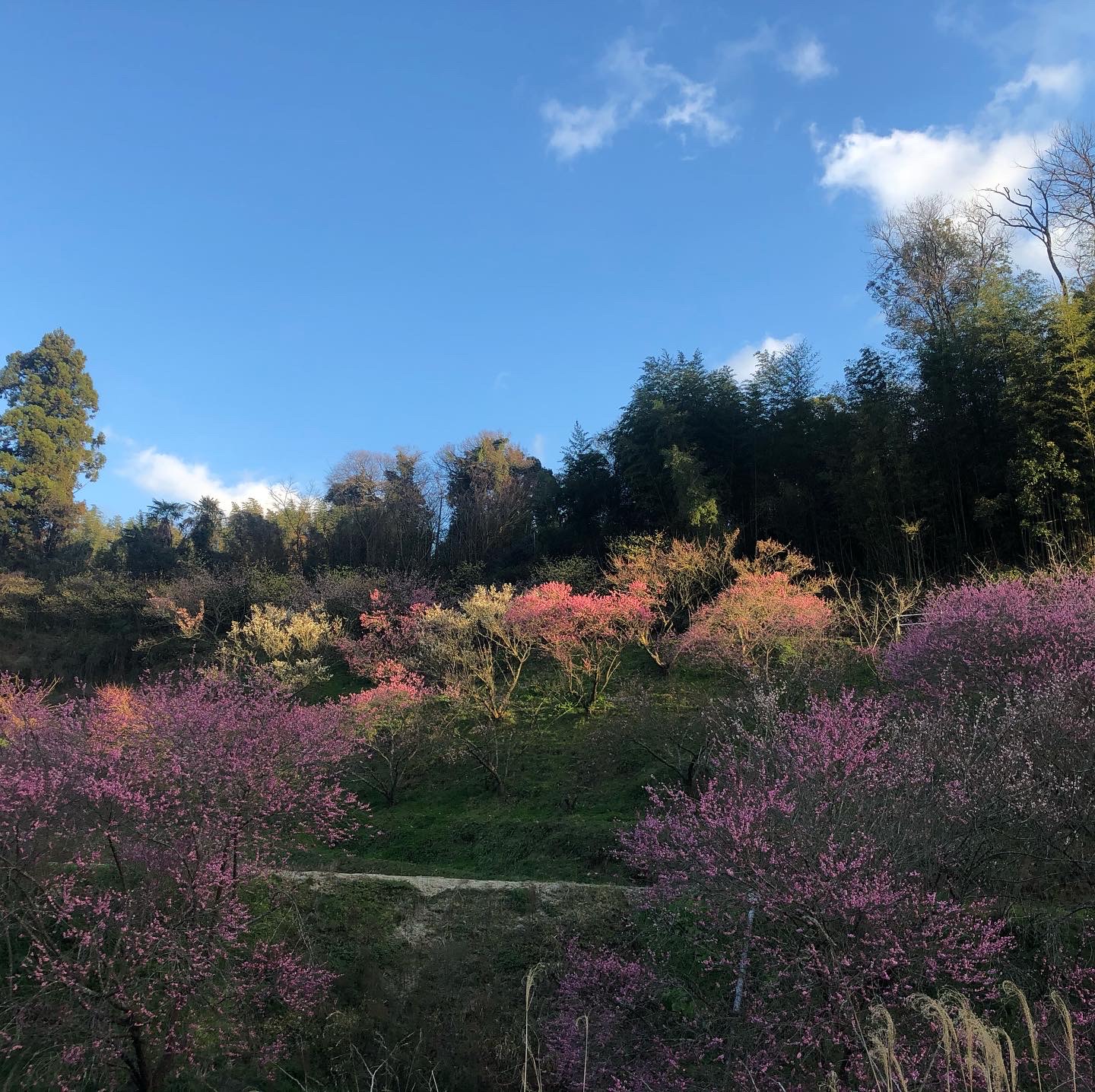七折梅園