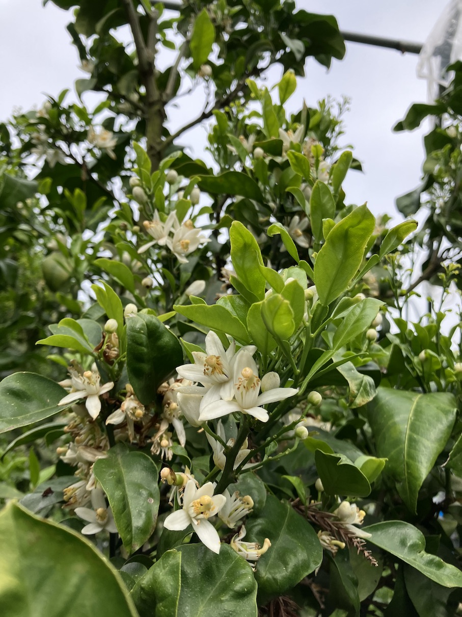みかんの花🌸✨