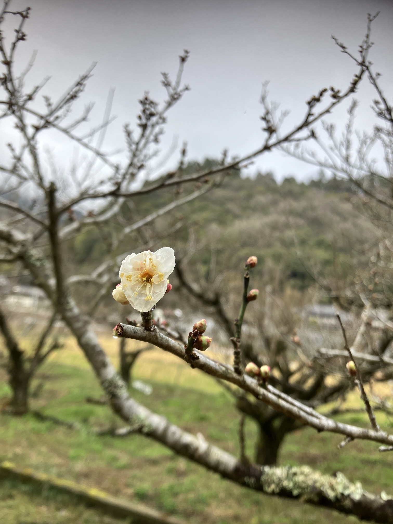 第一発見者🌸