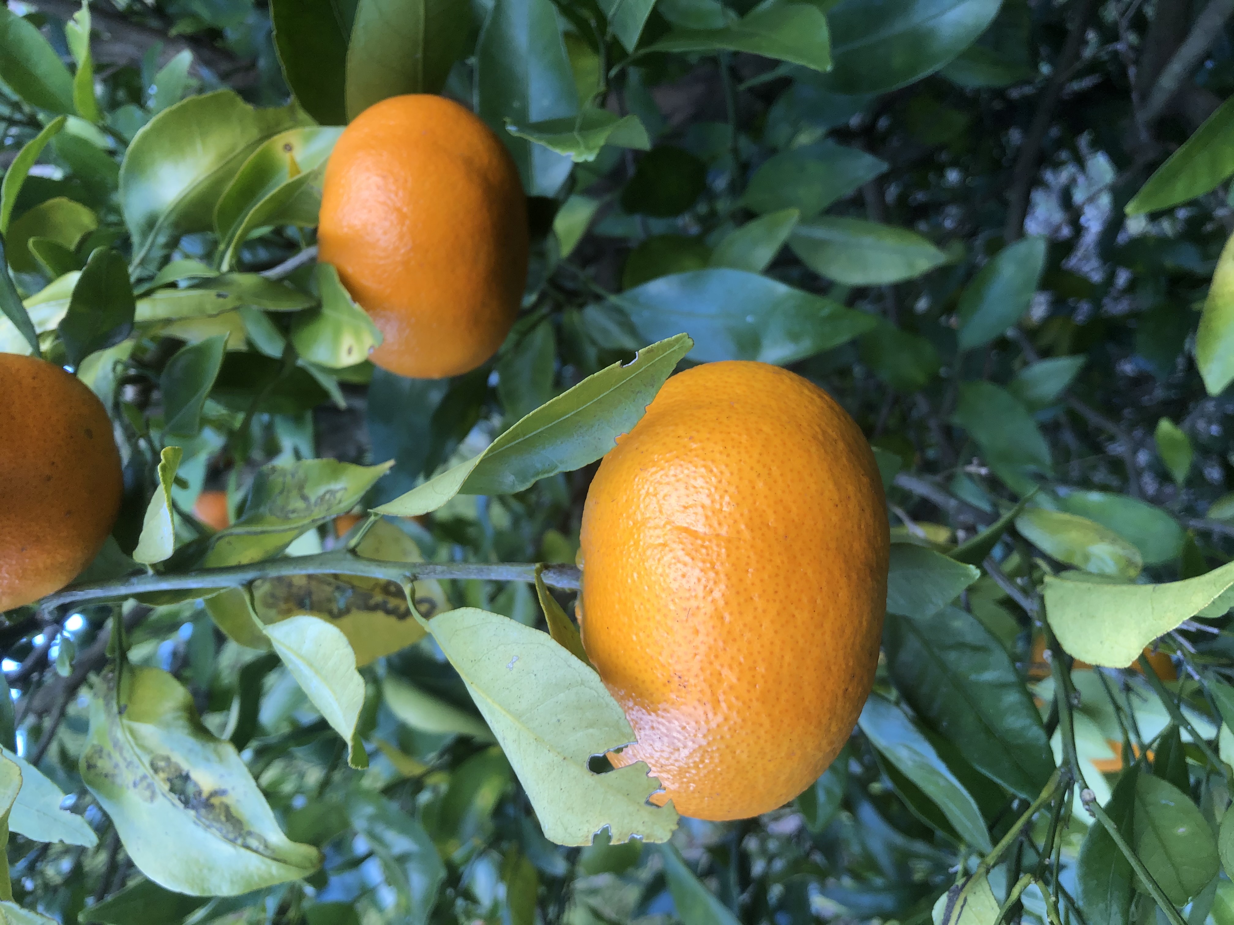 明日から仕事始め🍊