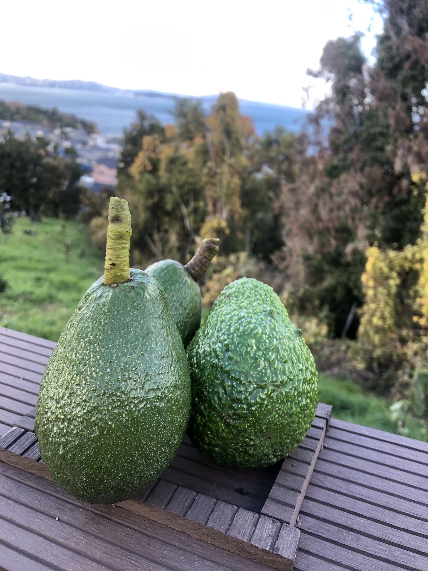 アボカド完売🥑✨