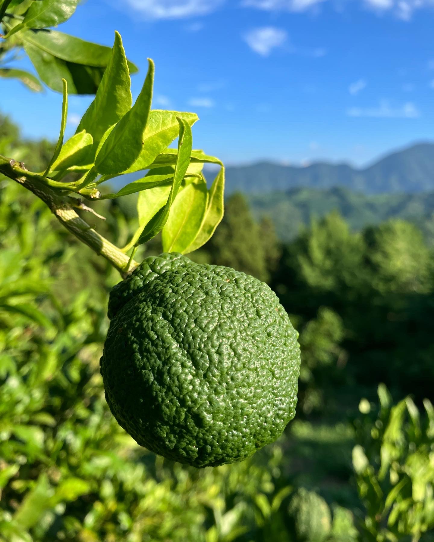 もう不知火🍊