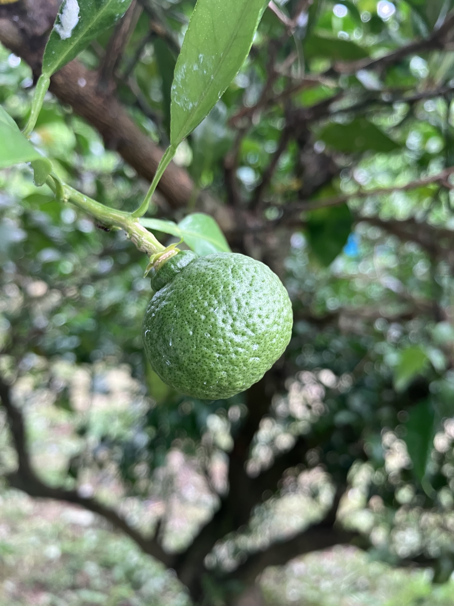 不知火も順調に🍊