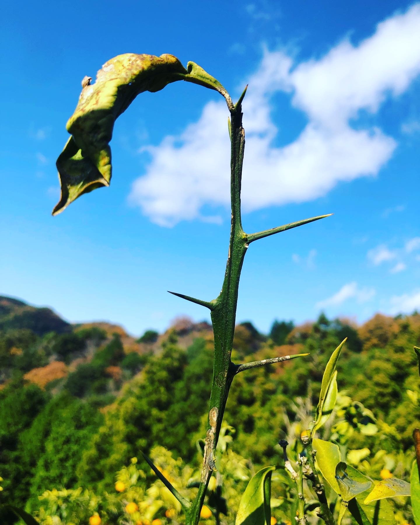 毎年カレとの闘い