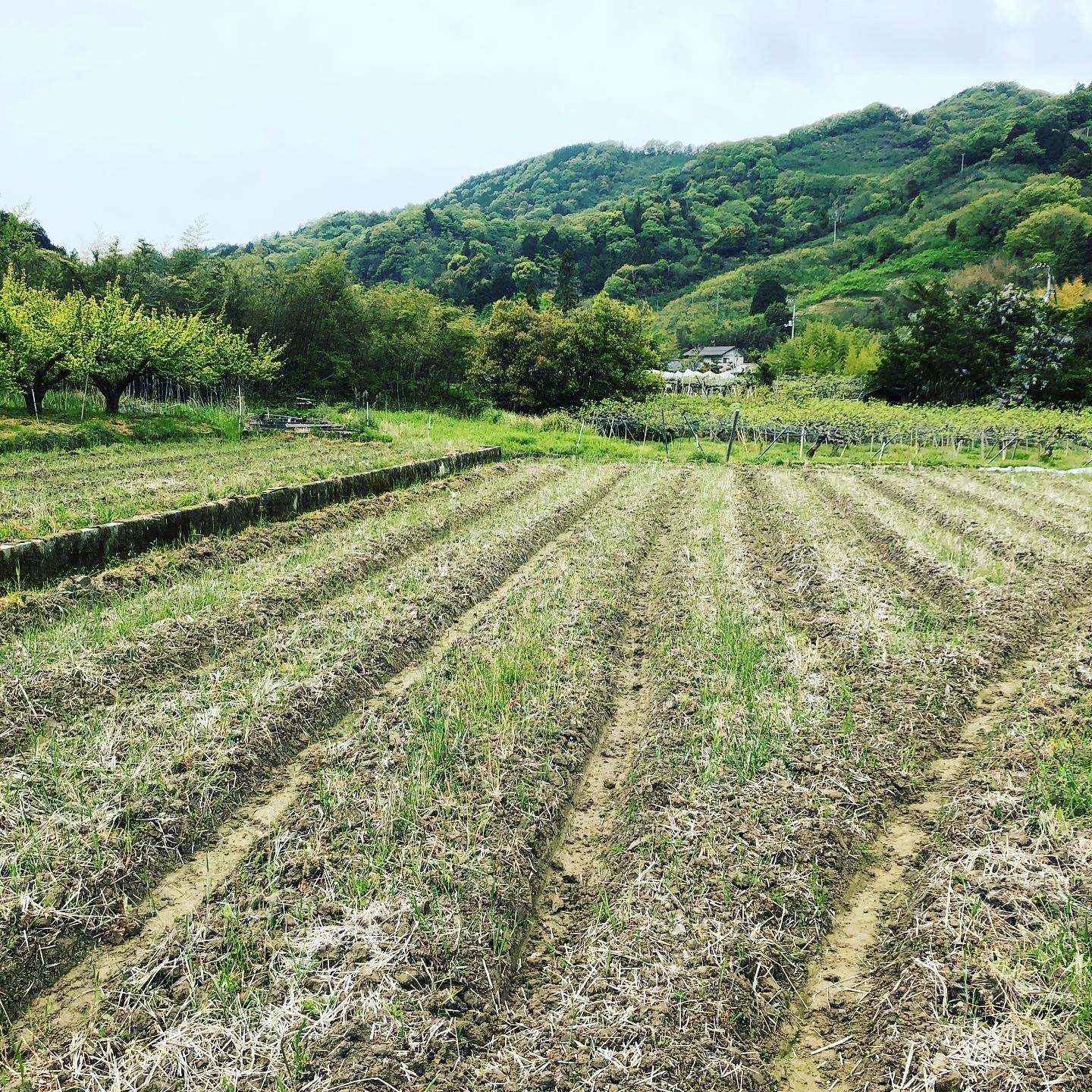 田植えの準備も着々と！