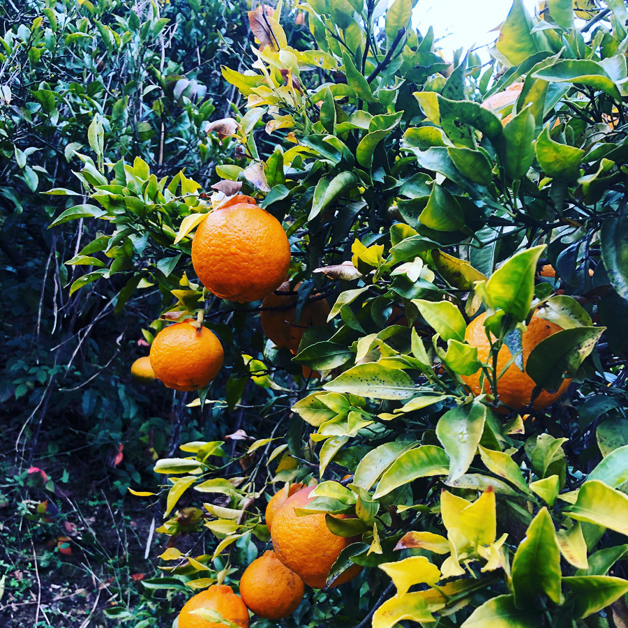 デコポンもいい感じです🍊