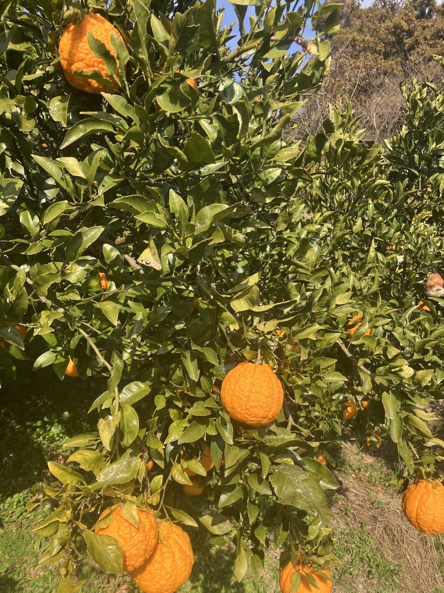 不知火も綺麗に🍊✨