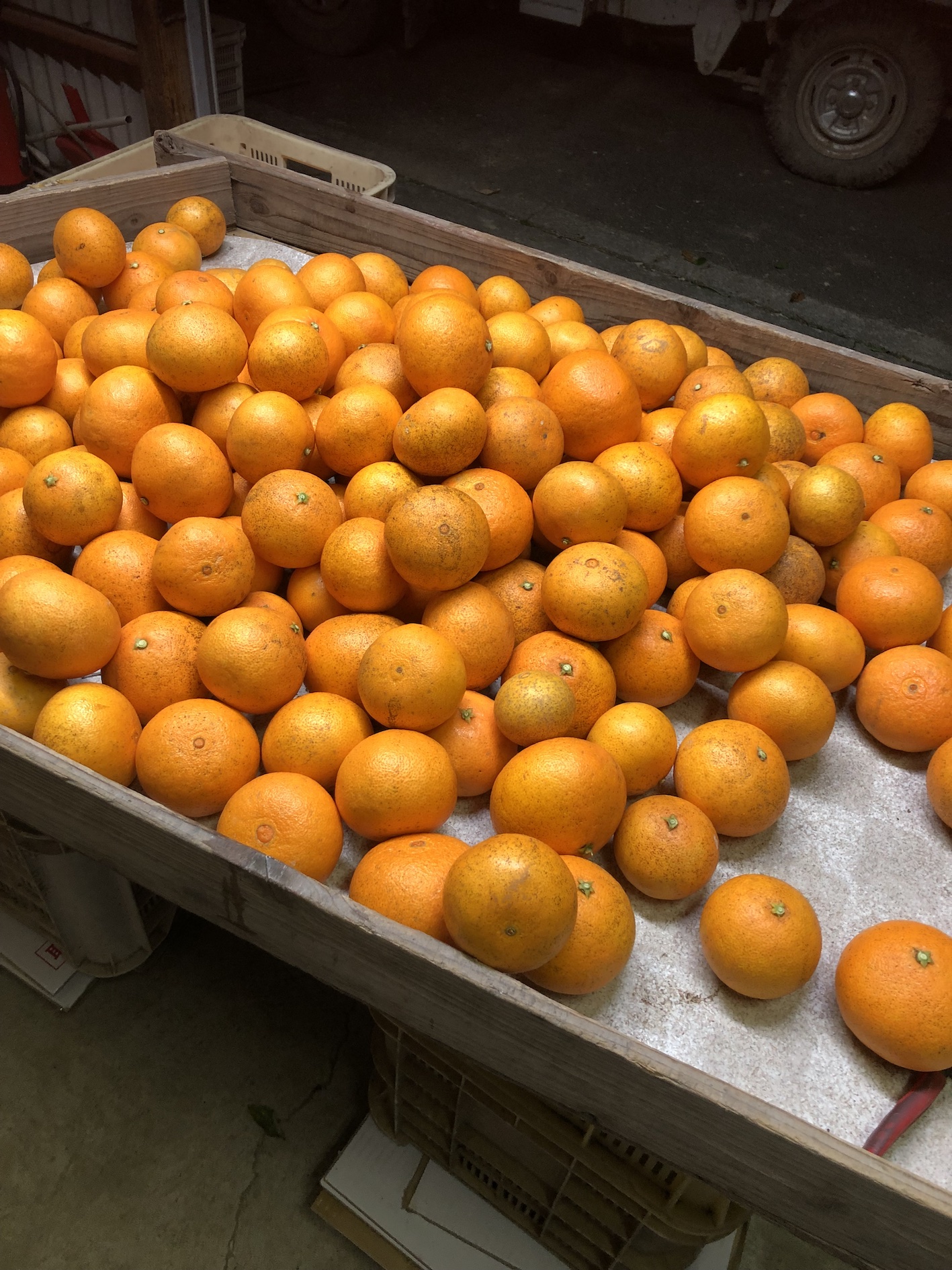 せっせと選果中🧑‍🌾🍊