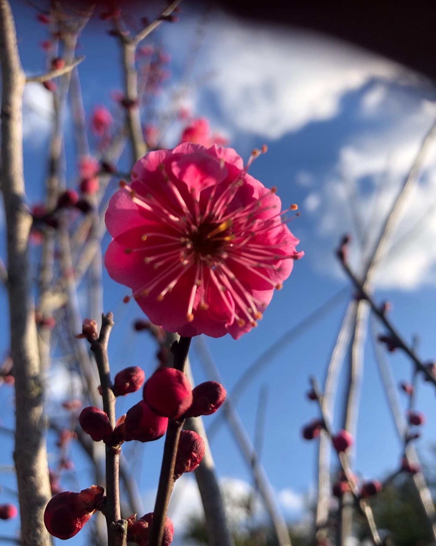 梅の花咲き始めました🌸