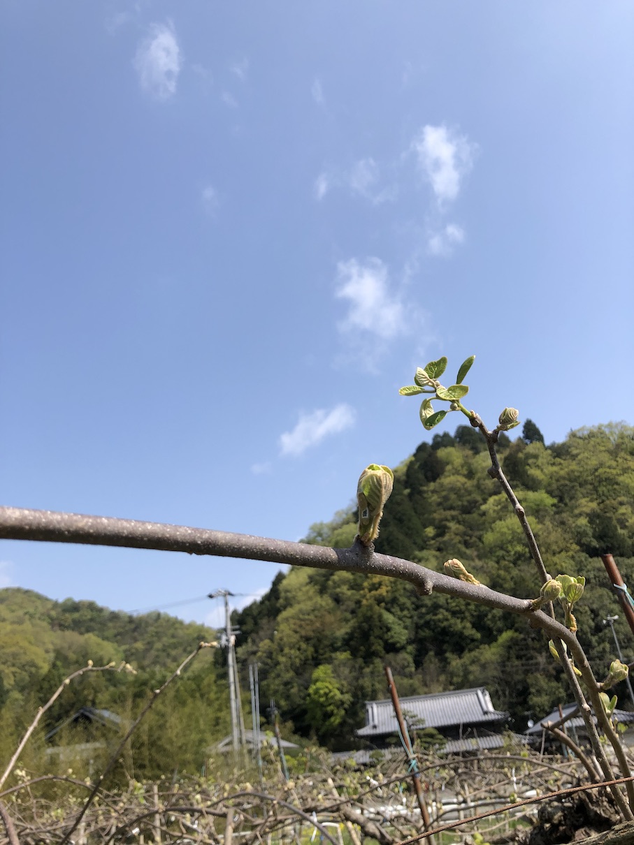 すくすくと成長！