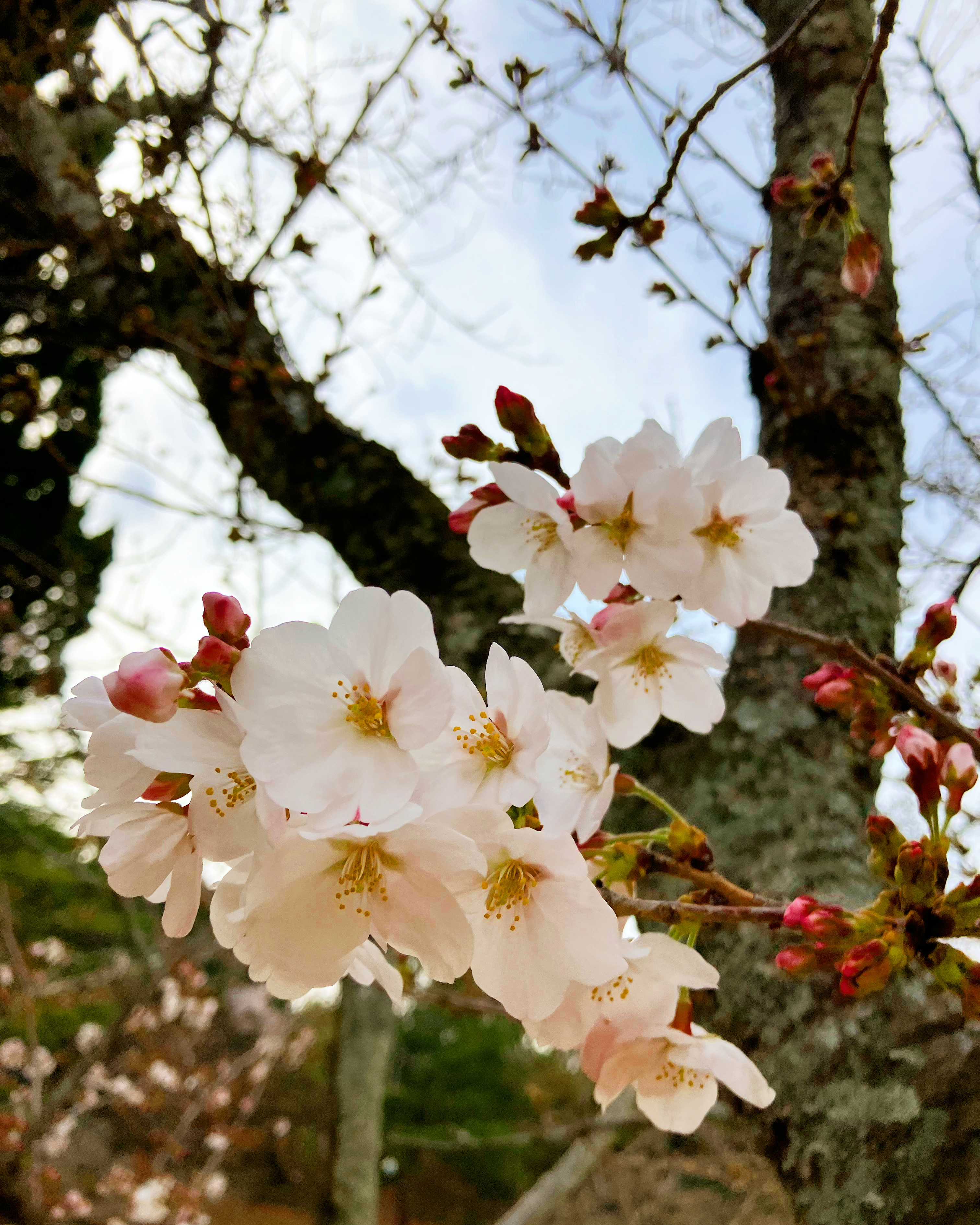 桜の開花宣言🌸