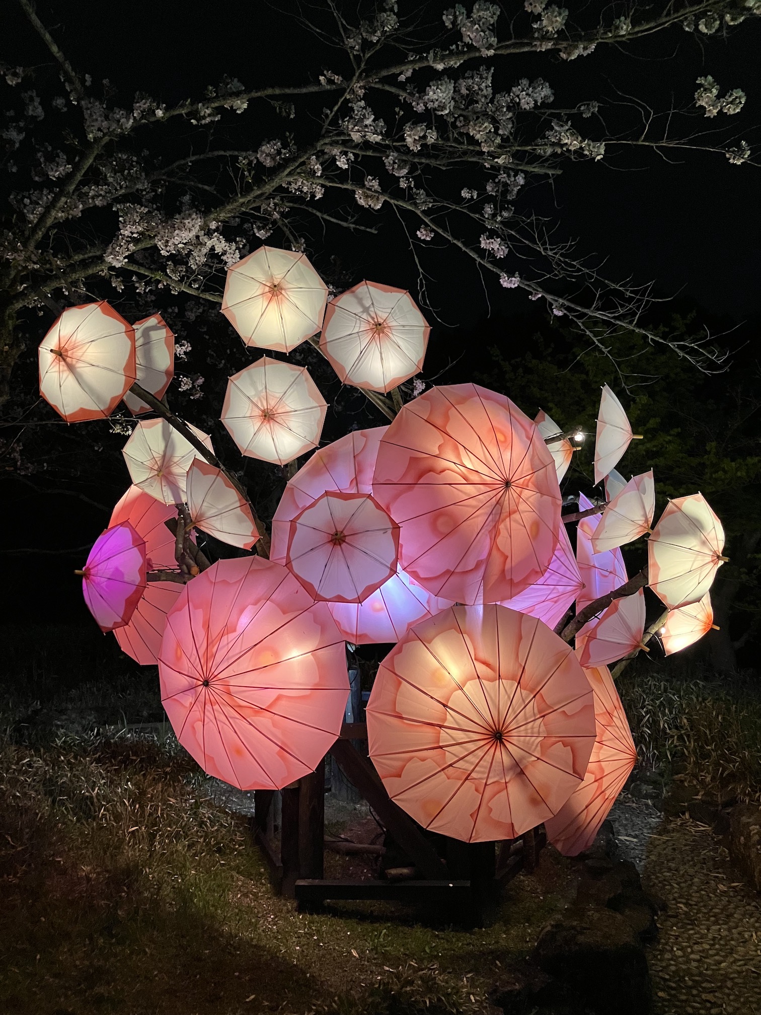 夜桜🌸✨
