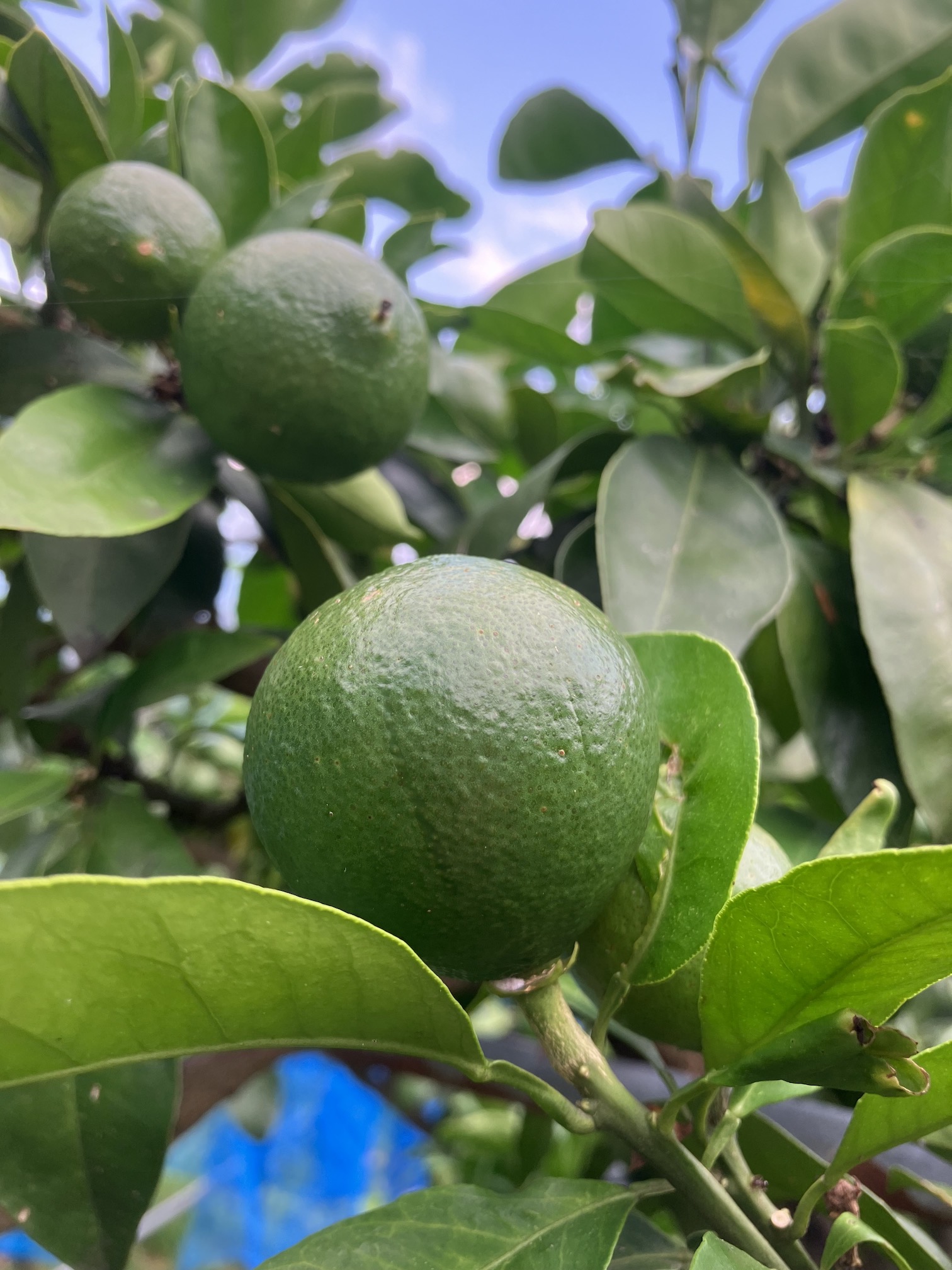 摘果作業🧑‍🌾🍊
