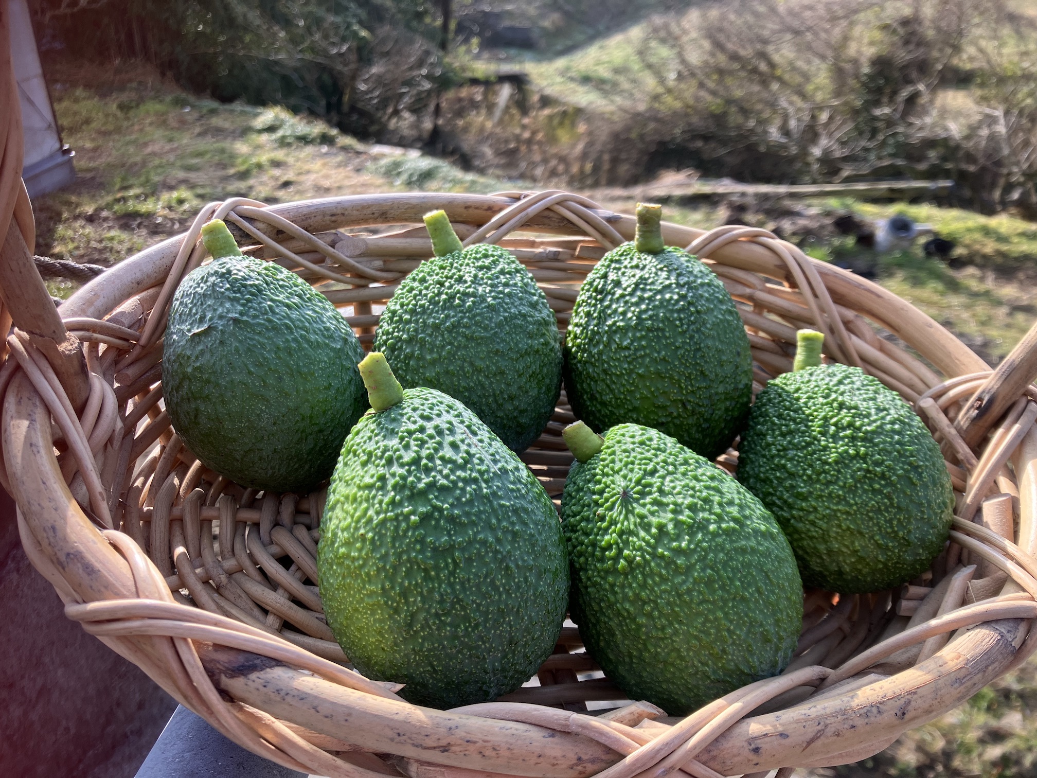 アボカド残り僅かとなりました🥑