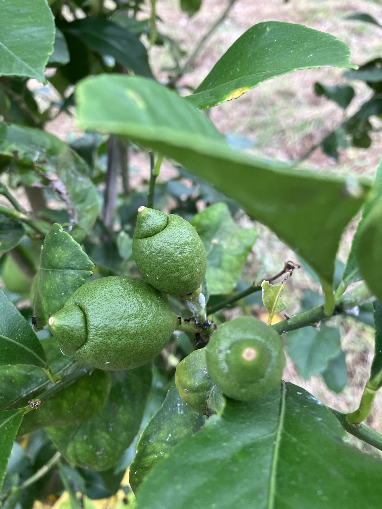 レモンも今年は🍋