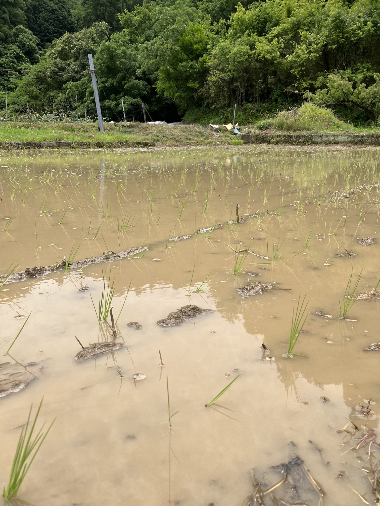 愛媛も梅雨入りしました☔️🧑‍🌾