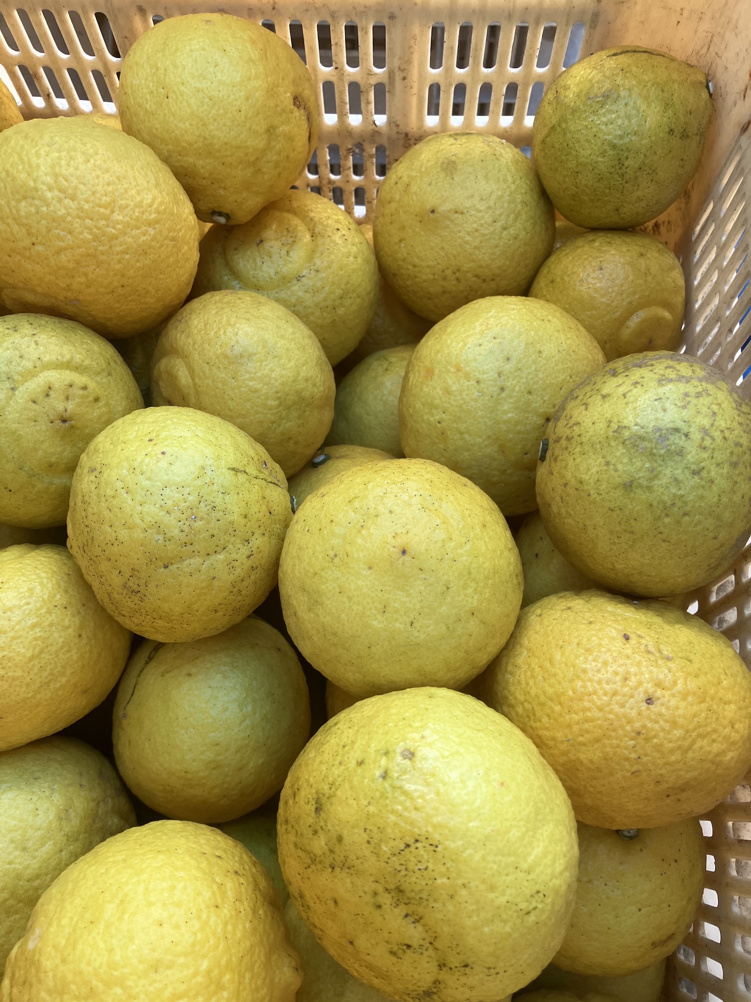 はるかちゃん販売開始✨