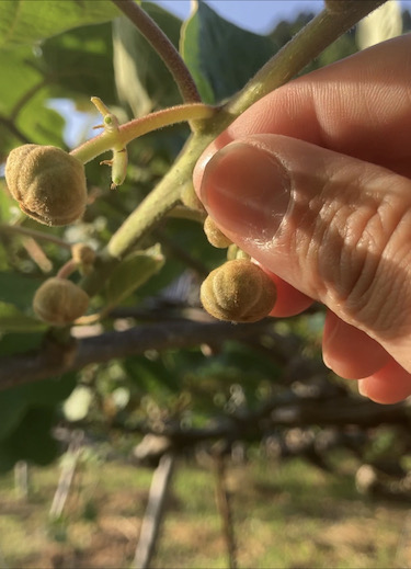 キウイの摘蕾🥝