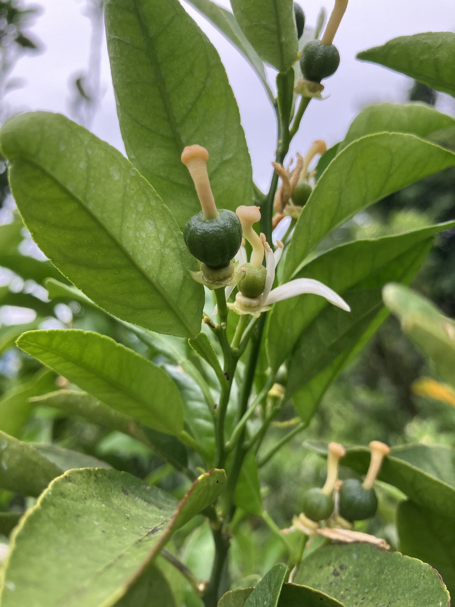 不知火にはまだ見えませんね🍊
