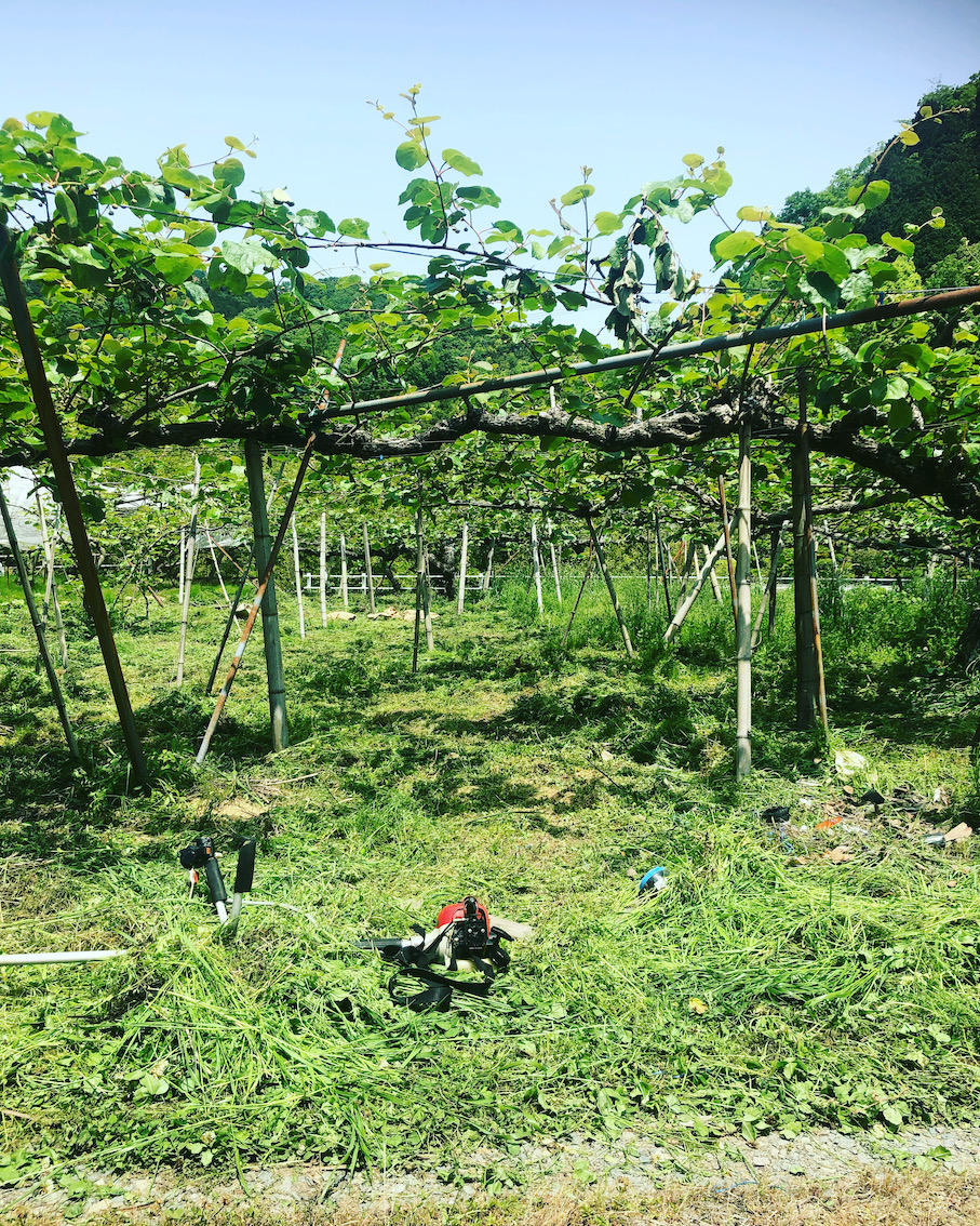 キウイの受粉作業に向けて🥝