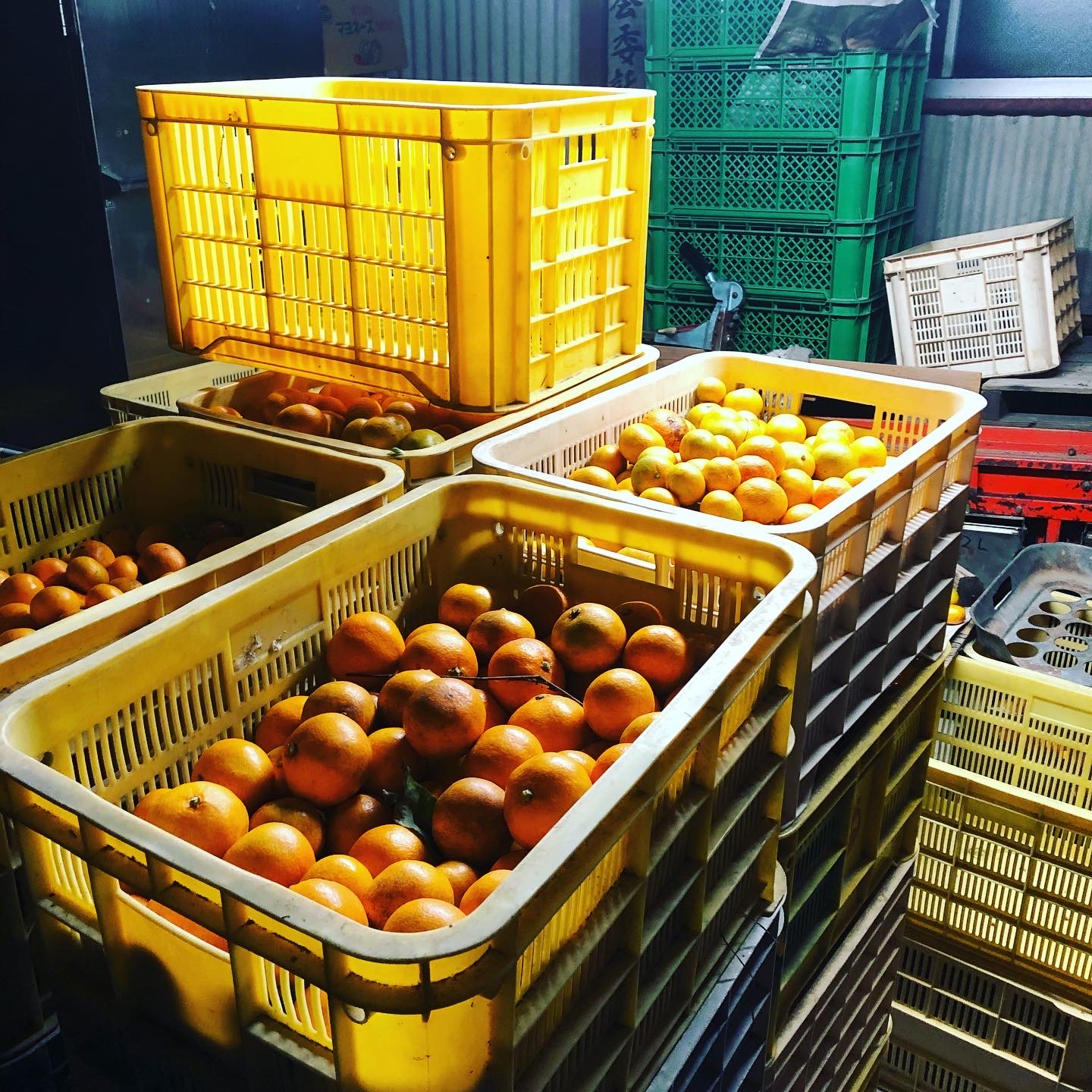 年に一度の光景🧑‍🌾🍊