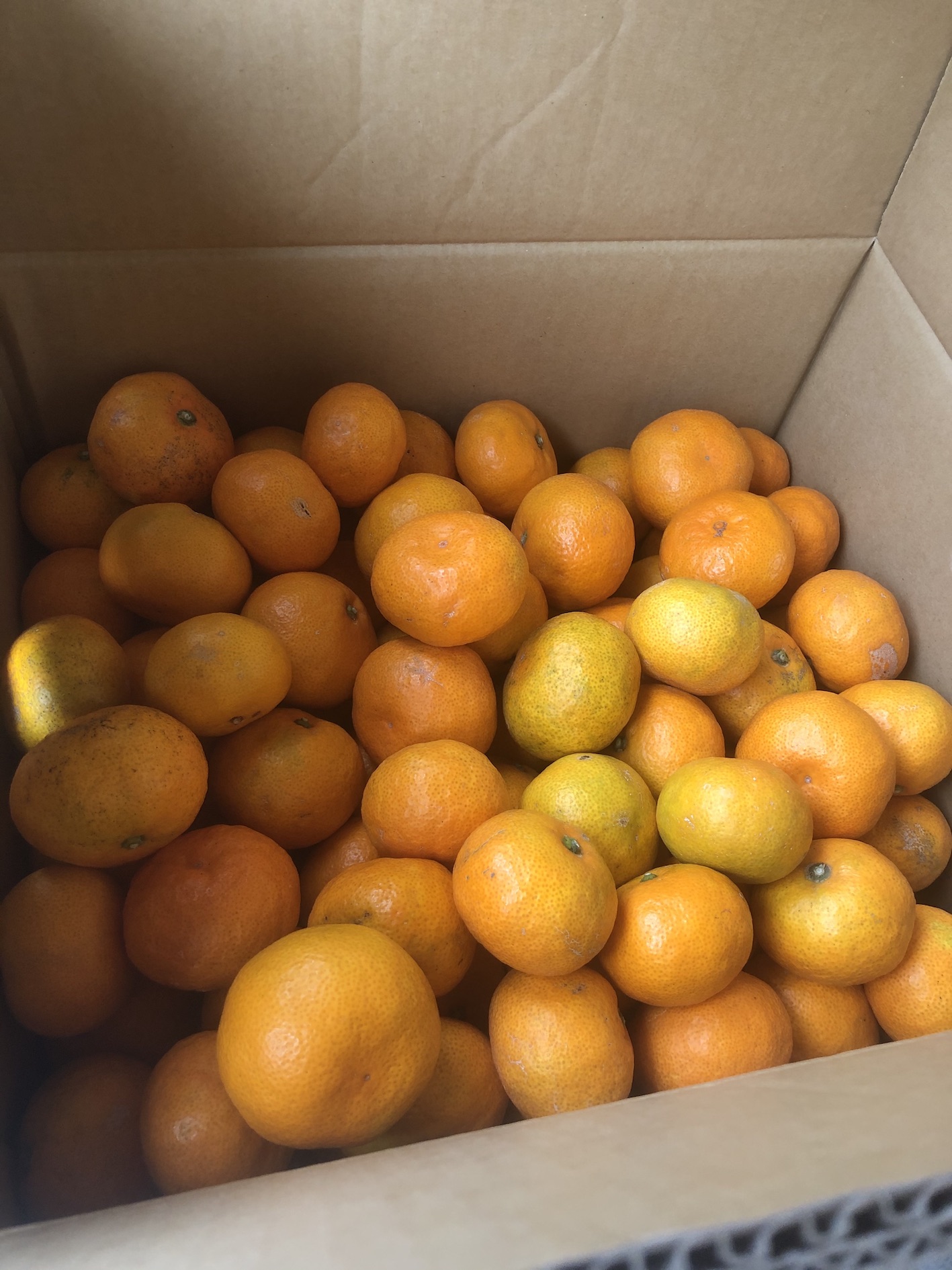 箱買いみかん🍊