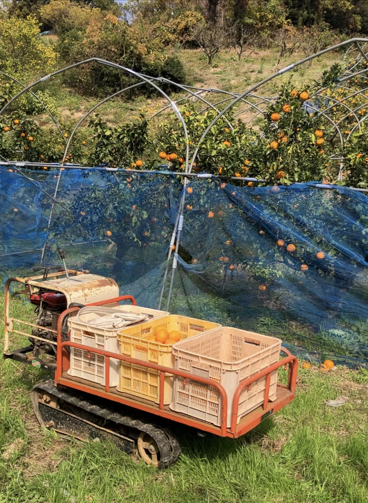 発送に収穫に🧑‍🌾🍊