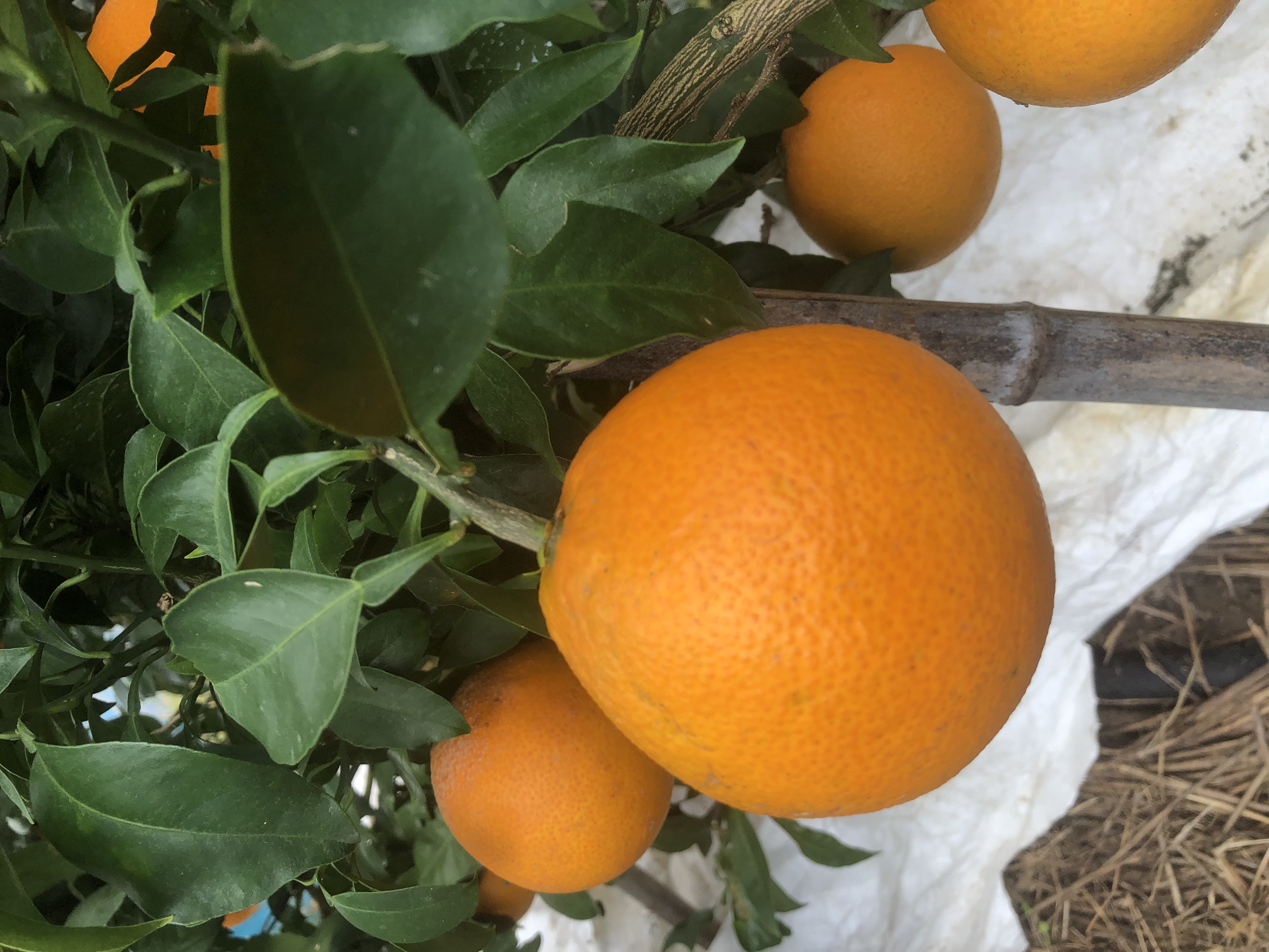 年末に向けて🍊