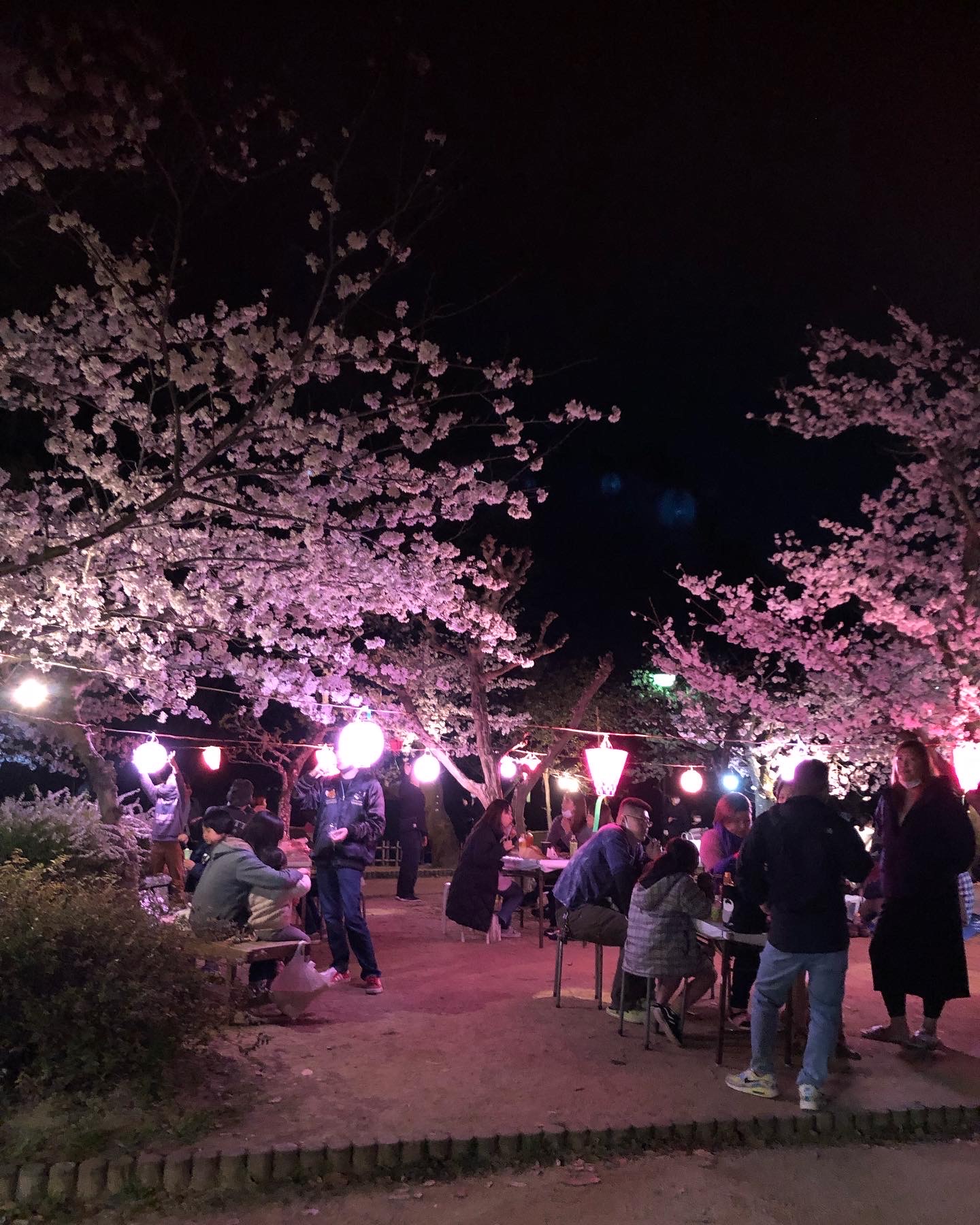 夜桜お七🌸✨