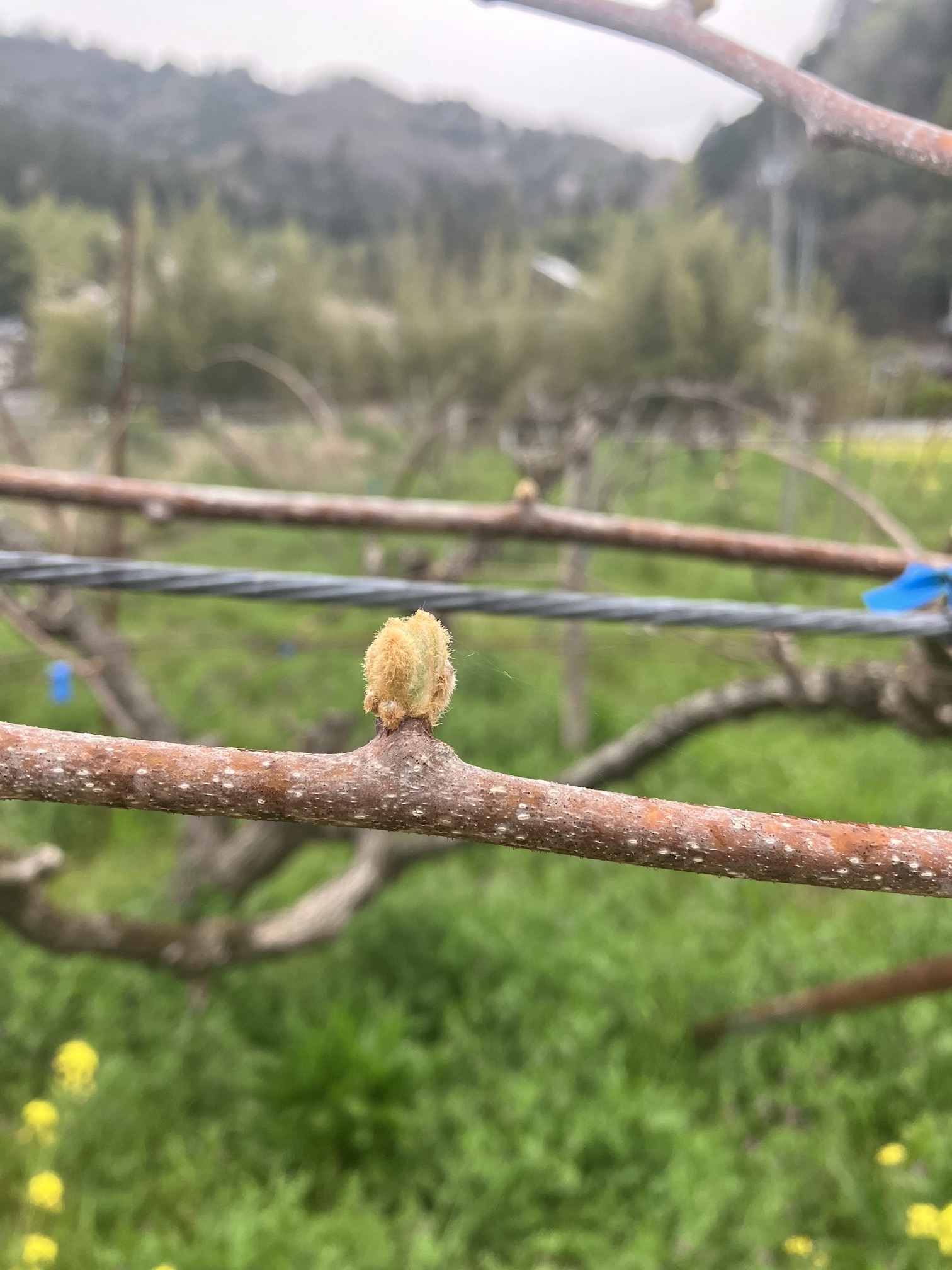 キウイも芽吹いてきました🥝🌱