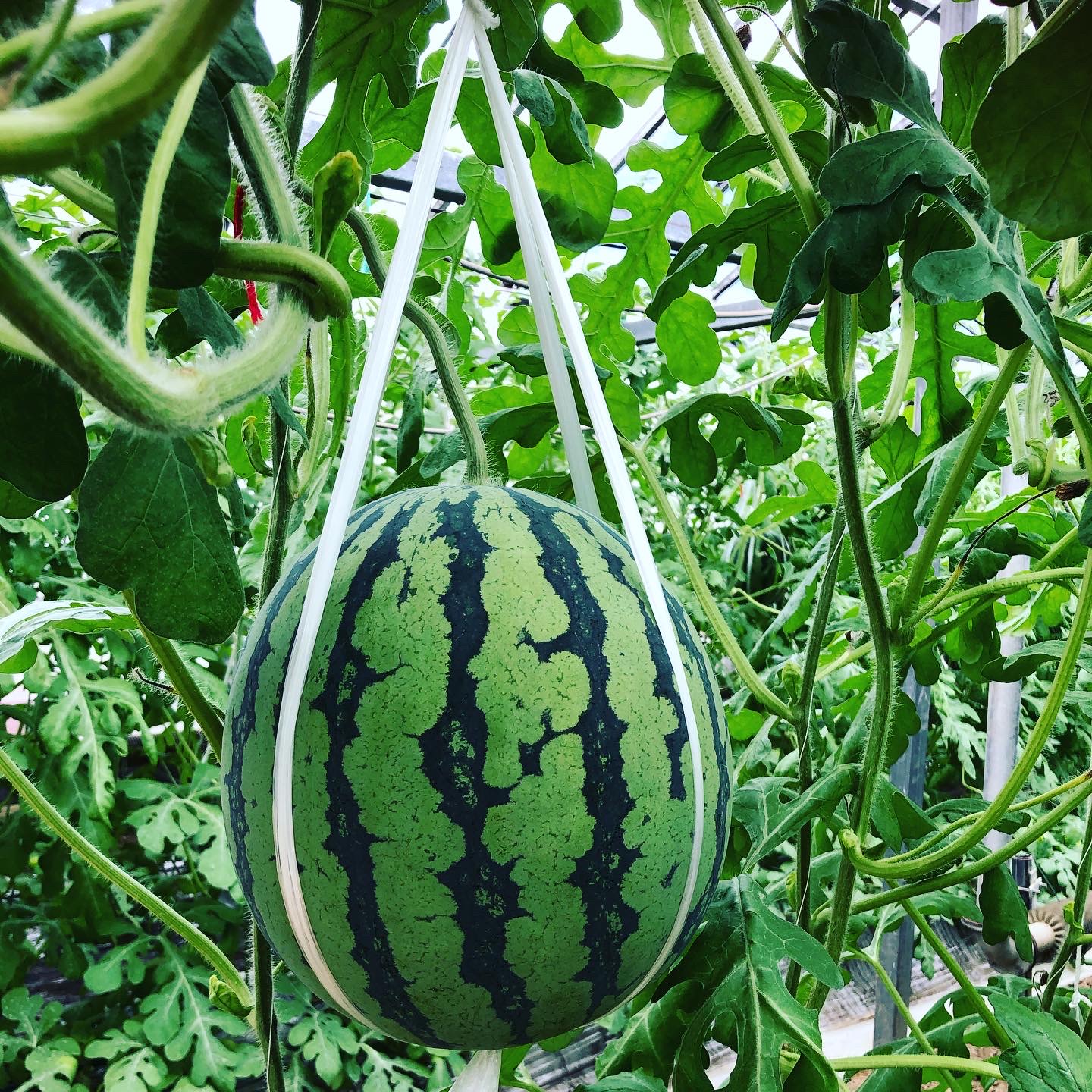 アンテナスイカ🍉📡