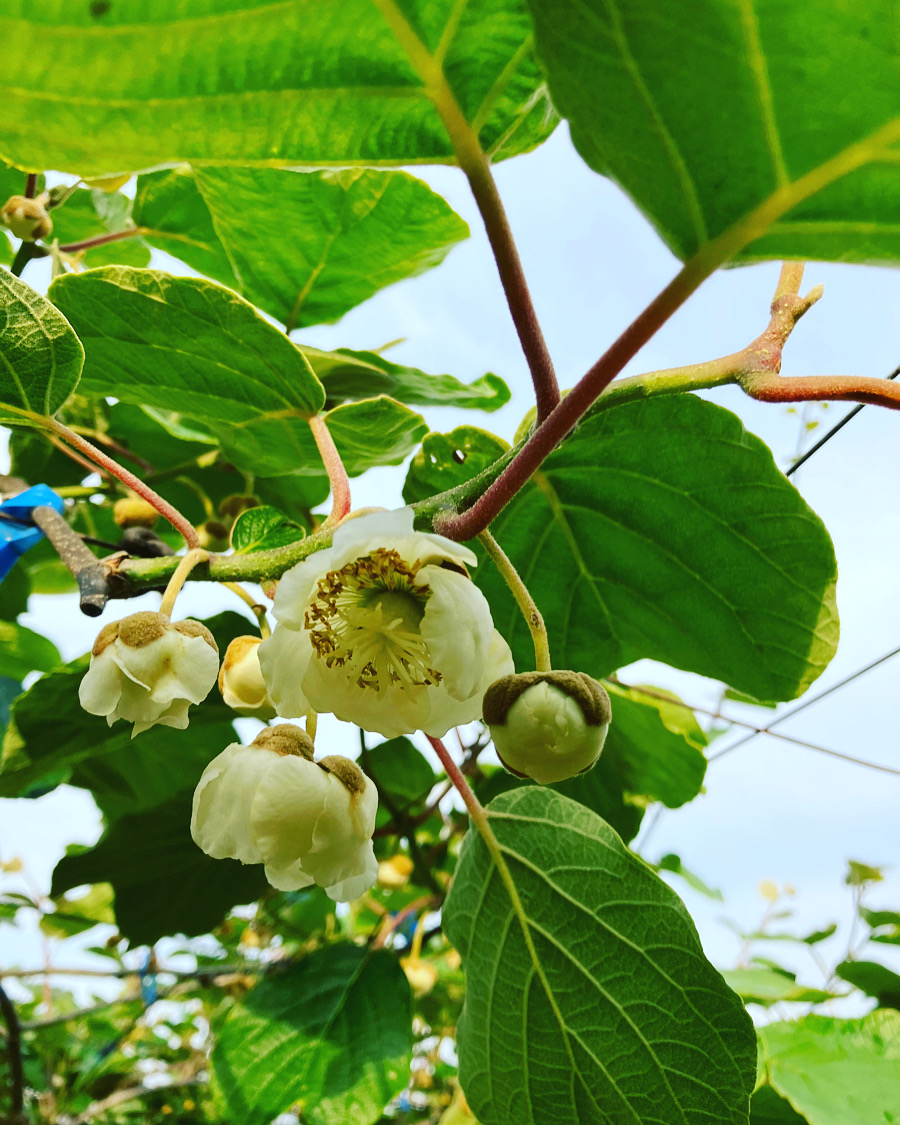 キウイの花も咲いてきました🌸🥝