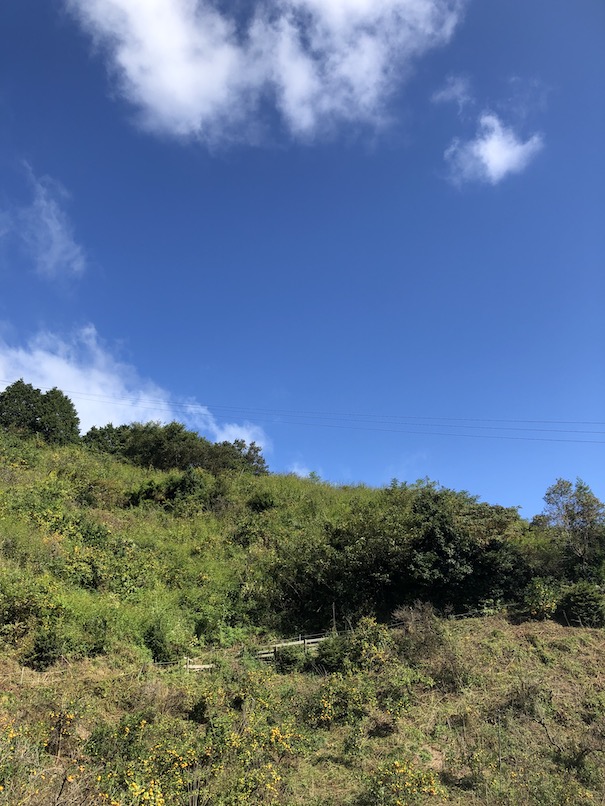 観光農園の再生に向けて
