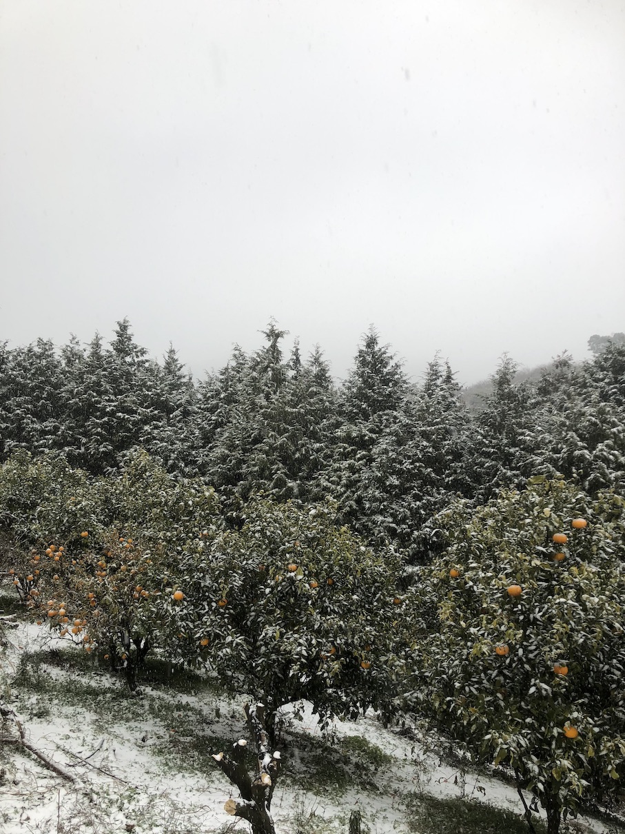 突然の雪化粧⛄️